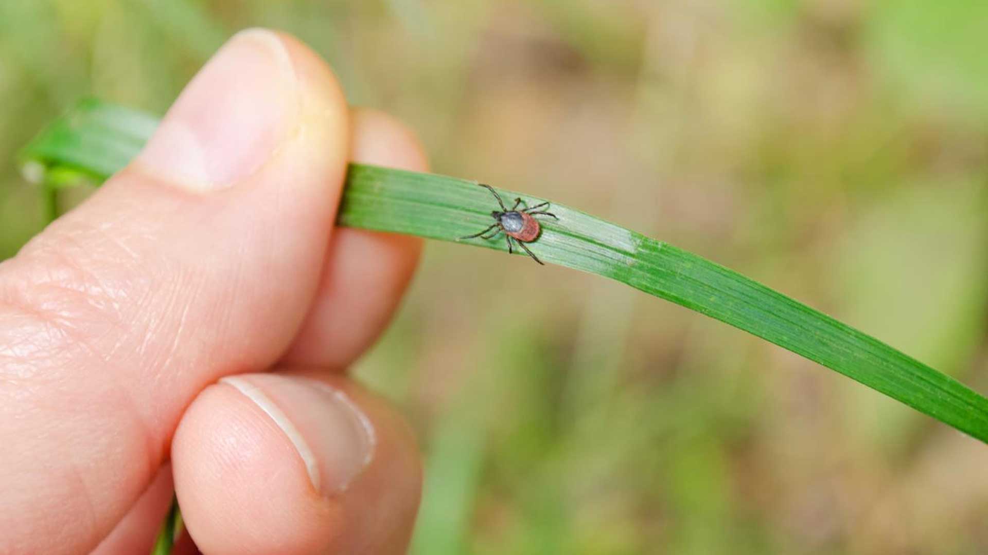 Tick on a blade of grass in Summit, NJ.