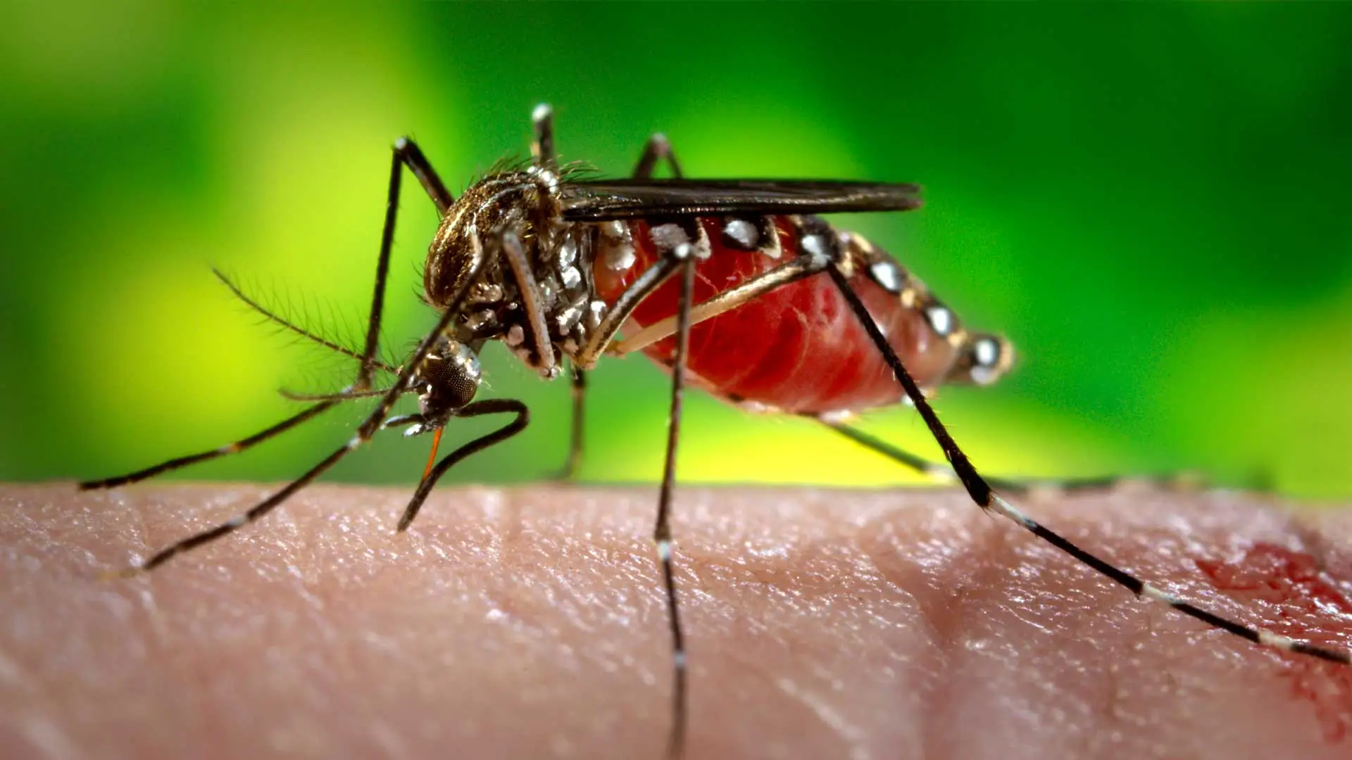 Large mosquito in Berkeley Heights, NJ.