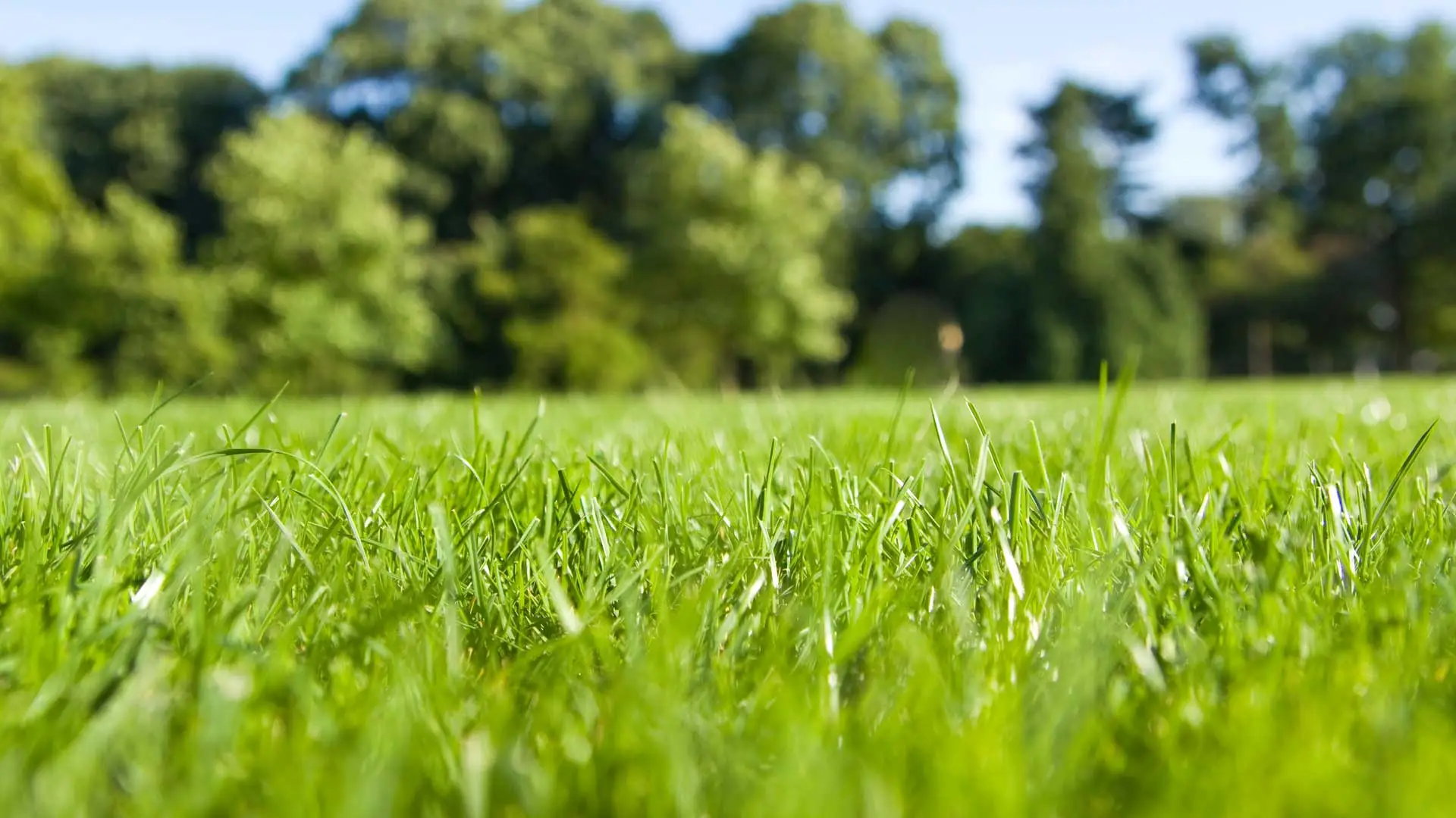 Organic Lawn Care in Berkeley Heights, New Providence, and Summit New Jersey