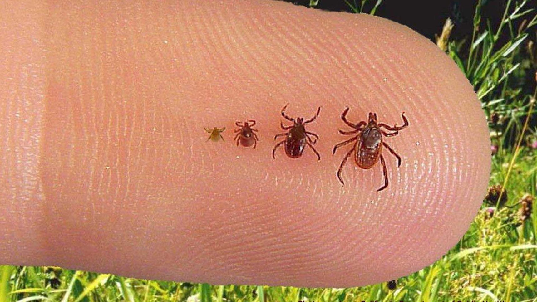 Tick Control Tips For The Summit, NJ Area | The Lawn Techs