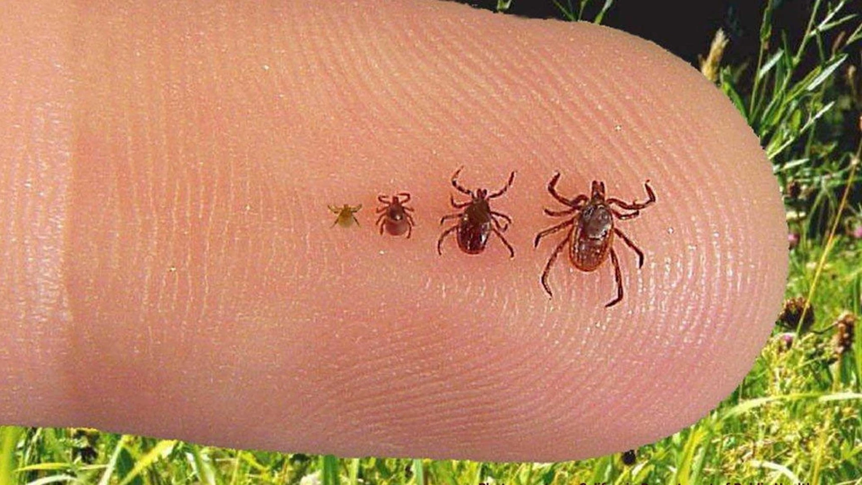 Ticks in the lawns of our customer in Summit, NJ.
