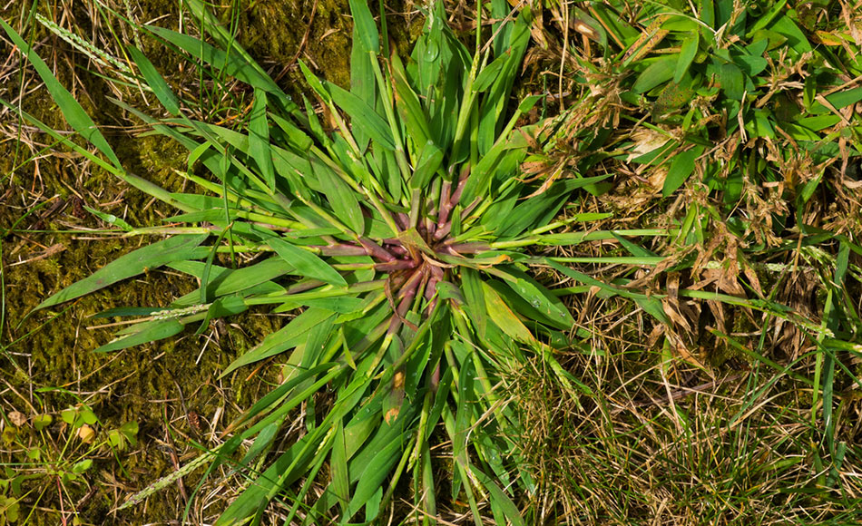 Spring is the Time to Stop Summer Crabgrass