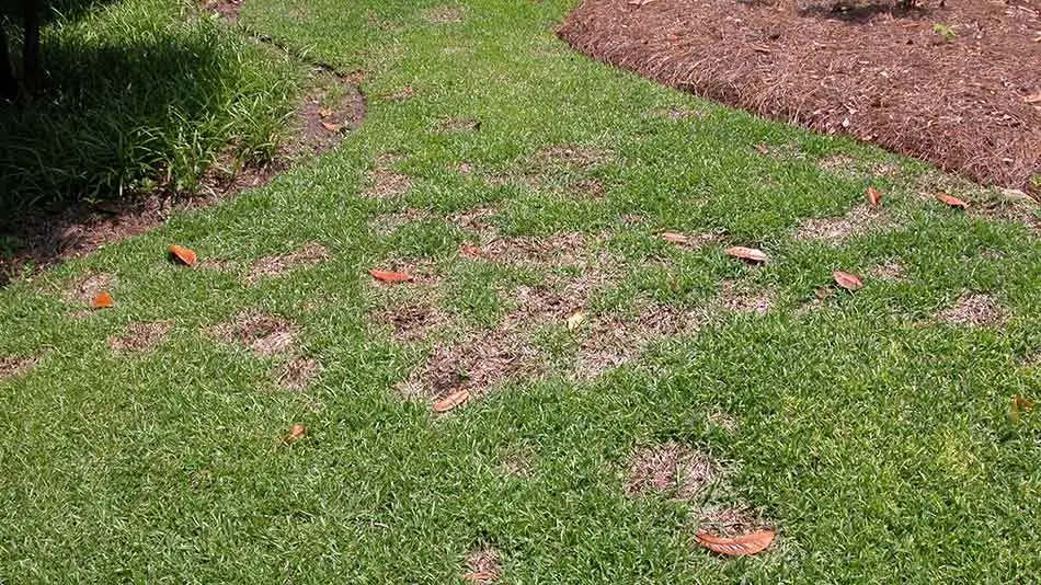 An example of lawn disease in New Providence.