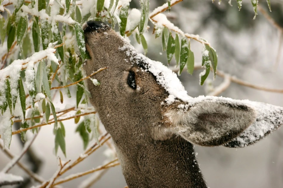 Longest Lasting Winter Deer Control Service