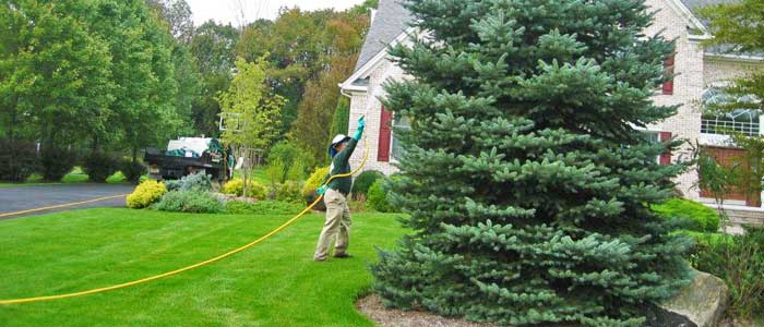 Employee of The Lawn Techs spraying tree for plant health.