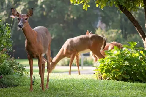 Deer on a residential property in New Providence, NJ.
