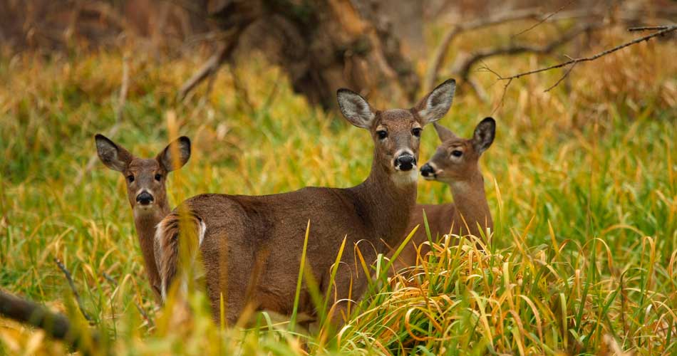 The Lawn Techs Deer Repellent Spraying Service in Watchung NJ