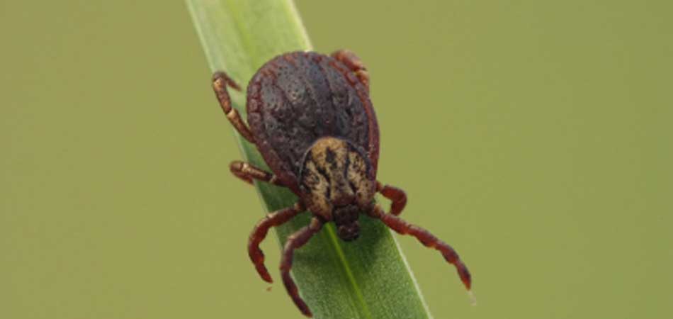 Tick on grass blade in New Providence, NJ.