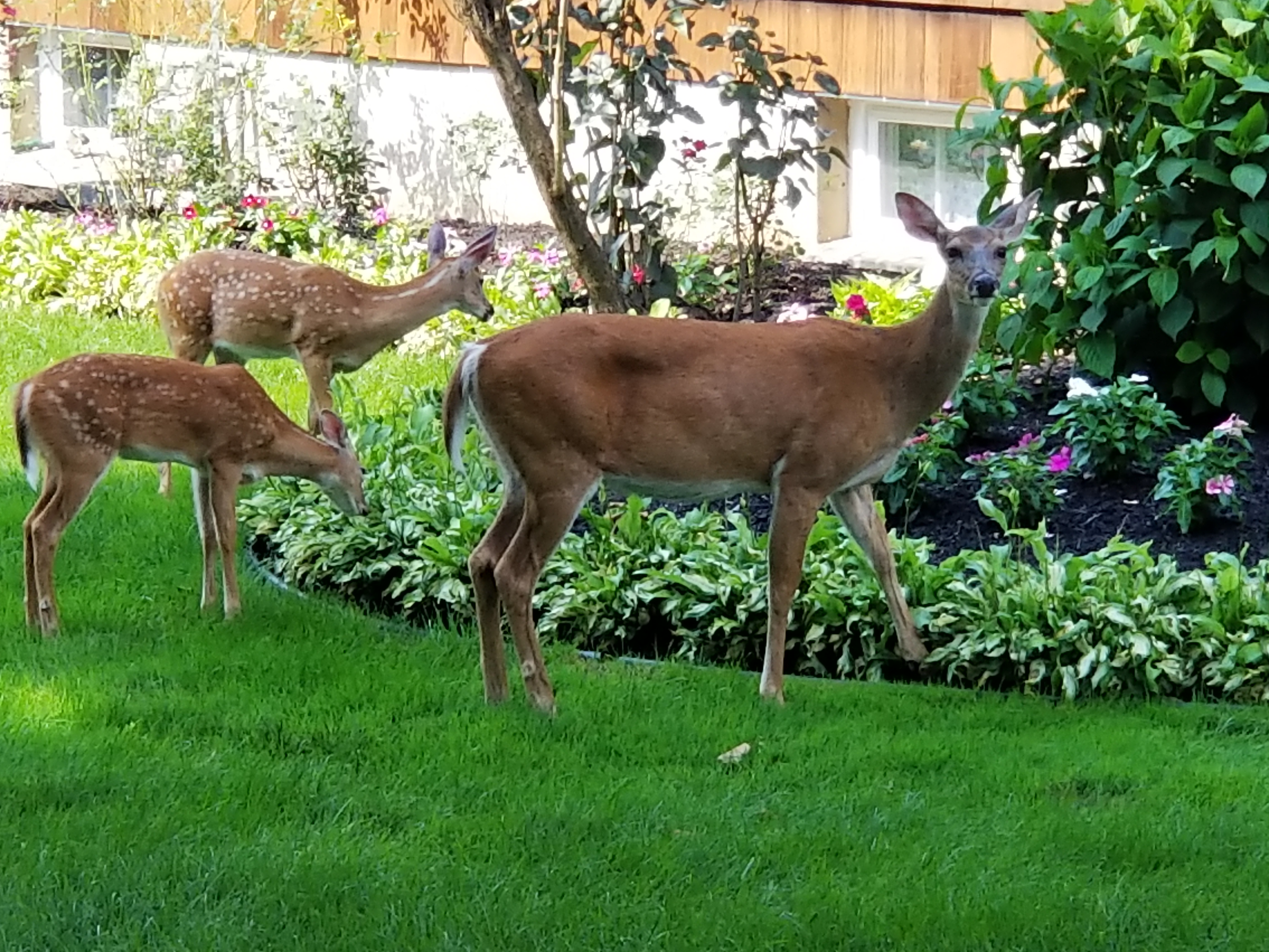Deer Repellent Service from The Lawn Techs in %%targetarea%% The Lawn Techs