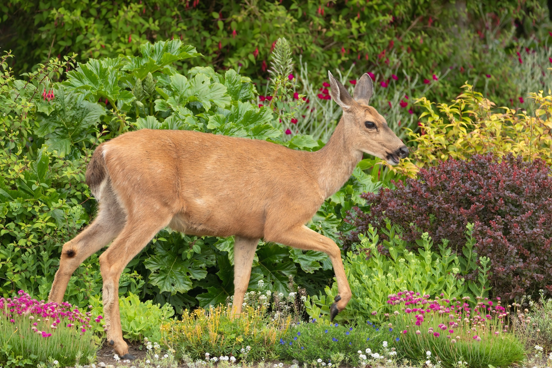 The Lawn Techs Deer Repellent Spraying Service in Harding NJ