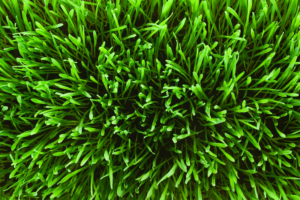Contact Info For The Lawn Techs, TOLL FREE 1-888-LAWNTEC